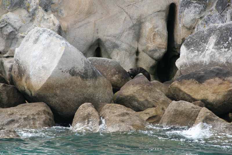 Nieuw-Zeeland 2011 - 0994